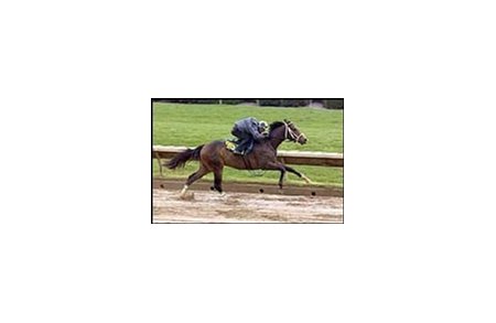 Forestry colt, worked in fastest time during Monday's workouts.