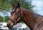 Son of Hook and Ladder tops day two of OBS 2YO sale.