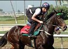 Anamato on track at Hollywood Park preparing for her American debut in the American Oaks.