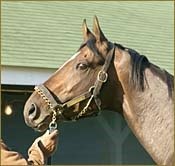Empire Maker Slows Down; Breezes Easy Half Empire Maker Slows Down; Breezes Easy Half