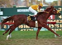 Hollywood Park Report: Bienamado Wins One For Dad Hollywood Park Report: Bienamado Wins One For Dad