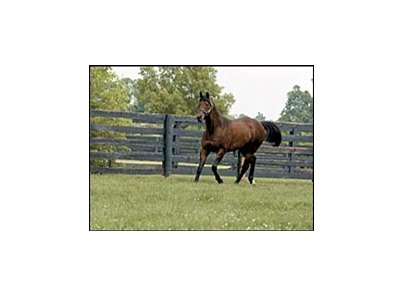 Elusive Quality, leading sire and leading third-crop sire of 2004.