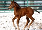 Filly; Run Away and Hide - Office Party by Brahms