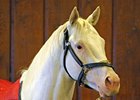 All-White Thoroughbred is Hollywood-Bound All-White Thoroughbred is Hollywood-Bound