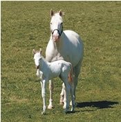 White, Just Like Mom White, Just Like Mom
