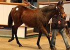 Prices Fall for Tattersalls Foals Prices Fall for Tattersalls Foals