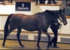 Velvet Moon Tops Newgate Stud Horses at Tattersalls Velvet Moon Tops Newgate Stud Horses at Tattersalls