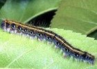 Tent Caterpillars Hatch in Central KY Tent Caterpillars Hatch in Central KY