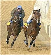 Kafwain Defects from Derby After Baffert Pair Works Kafwain Defects from Derby After Baffert Pair Works