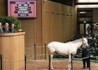 Conchita sold for $370,000 to top the Nov. 11 session of the Keeneland breeding stock sale.
