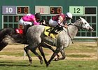 Prophesy's Nov. 23 win at Remington Park gave trainer Steve Asmussen a single season record 556th win.