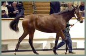 Tattersalls Houghton Yearling Sale Posts Increases In Average And Median Tattersalls Houghton Yearling Sale Posts Increases In Average And Median
