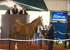 $2.3 million Distorted Humor colt, which topped the Fasig-Tipton Florida select sale of 2-year-olds in training, has been named Brock.