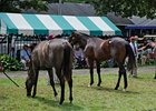 Fasig-Tipton