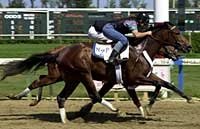 A P Valentine in Sharp Work at Hialeah A P Valentine in Sharp Work at Hialeah