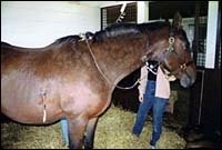 Pericarditis Causing Problems With Foals, Other Horses Pericarditis Causing Problems With Foals, Other Horses