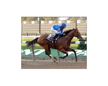 Discreet Cat faces tough competition in Saturday's Cigar Mile.<br><a target="blank" href="http://www.bloodhorse.com/horse-racing/photo-store?ref=http%3A%2F%2Fpictopia.com%2Fperl%2Fgal%3Fgallery_id%3D6823%26process%3Dgallery%26provider_id%3D368%26ptp">Order This Photo</a>