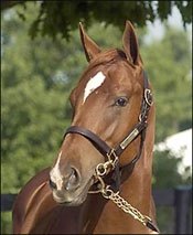 Point Given Colt Tops Fasig-Tipton Opener; All Numbers Up Point Given Colt Tops Fasig-Tipton Opener; All Numbers Up