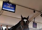 Betwixt, who sold for $1.35-million at the Fasig-Tipton Florida select sale.