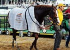 Shackleford after winning the Preakness Stakes.