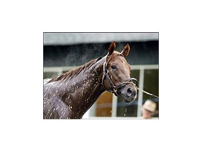 Smarty Jones looks toward the hordes of photographers, reporters, and television cameras covering his morning bath at Belmont Race Track.
