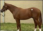 Dehere colt, purchased by Paul Collins for $625,000.