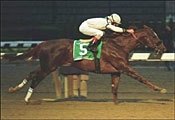 Aqueduct Race Report: The Conqueror Aqueduct Race Report: The Conqueror