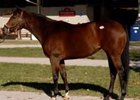 Round Pond Brings $5.75 Million at Fasig-Tipton Round Pond Brings $5.75 Million at Fasig-Tipton