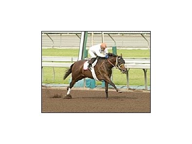 Choctaw Nation, breezed at Santa Anita prior to the first race Sunday.