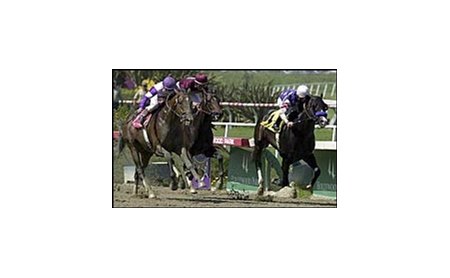 During, right, is chased by Ten Most Wanted, far left, and Eye of the Tiger during the Swaps Stakes.