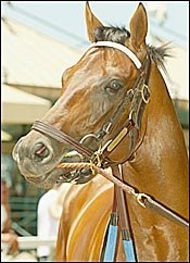 Candy Ride May Work Up to Pacific Classic Candy Ride May Work Up to Pacific Classic
