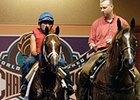 Newfoundland Starting at Brookdale for $15,000 Newfoundland Starting at Brookdale for $15,000