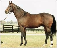 Paulson Trust Removes Theatrical, Other Horses from Diamond A Farm Paulson Trust Removes Theatrical, Other Horses from Diamond A Farm