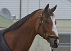 Devil May Care<br><a target="blank" href="http://www.bloodhorse.com/horse-racing/photo-store?ref=http%3A%2F%2Fpictopia.com%2Fperl%2Fgal%3Fprovider_id%3D368%26ptp_photo_id%3D8923551%26ref%3Dstory">Order This Photo</a>