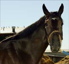 2004 Juvenile Champ Declan's Moon Earns Victory 2004 Juvenile Champ Declan's Moon Earns Victory