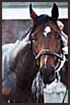 First-Year Stallion A P Valentine Having Fertility Problems First-Year Stallion A P Valentine Having Fertility Problems