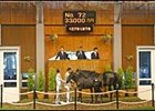 Sunday Silence Colt, Sold for Nearly $2.8 Million, Tops First Day of Japan Sale Sunday Silence Colt, Sold for Nearly $2.8 Million, Tops First Day of Japan Sale