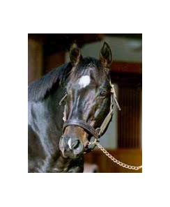 Storm Cat, will command $500,000 per nomination in 2002.