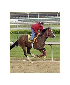 Sir Cherokee, checks out Churchill Downs Thursday.