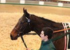 Tattersalls February Sale Enjoys Upswings Tattersalls February Sale Enjoys Upswings