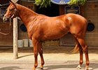The dispersal of late Jack Dreyfus' Hobeau Farm's horses included this Tapit colt named Tashop that set a record for a horse sold at public auction in Maryland with his $850,000 price.