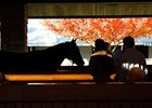 Sky Mesa Colt Tops; Day's Market off 36% Sky Mesa Colt Tops; Day's Market off 36%