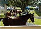 El Corredor Weanling Colt Brings $80,000 at OBS Mixed Sale El Corredor Weanling Colt Brings $80,000 at OBS Mixed Sale