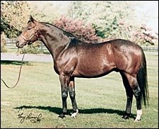 Leading Regional Sires of 2004 Headed by Not For Love Leading Regional Sires of 2004 Headed by Not For Love