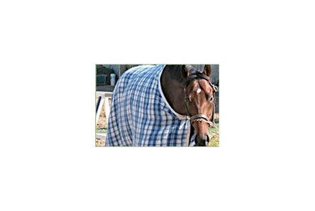 Ministers Wild Cat, seeks El Camino Real victory.