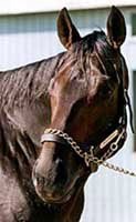 Bertrando Colt Tops Del Mar Sale Bertrando Colt Tops Del Mar Sale