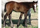 First Foal by Bedford Falls Is a Colt First Foal by Bedford Falls Is a Colt