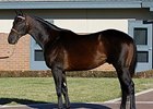 Bernardini