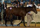 Lot 200 - Redoute's Choice x Helsinge filly, the half-sister to Black Caviar and All Too Hard - sold to BC3 Thoroughbreds for $2.6million