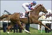 Hap Favorite in Explosive Bid Hap Favorite in Explosive Bid
